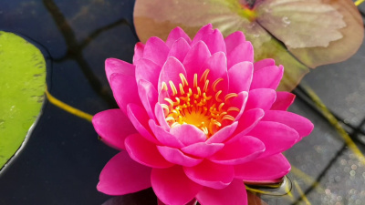 Нимфея Perry Fire Opal